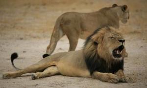 lion 2